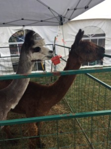 The Common Ground Fair features a vairety of farm animals. EMILY PINETTE/THE BATES STUDENT